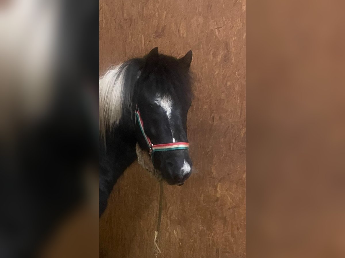 Más ponis/caballos pequeños Mestizo Caballo castrado 5 años 130 cm Pío in Burghausen