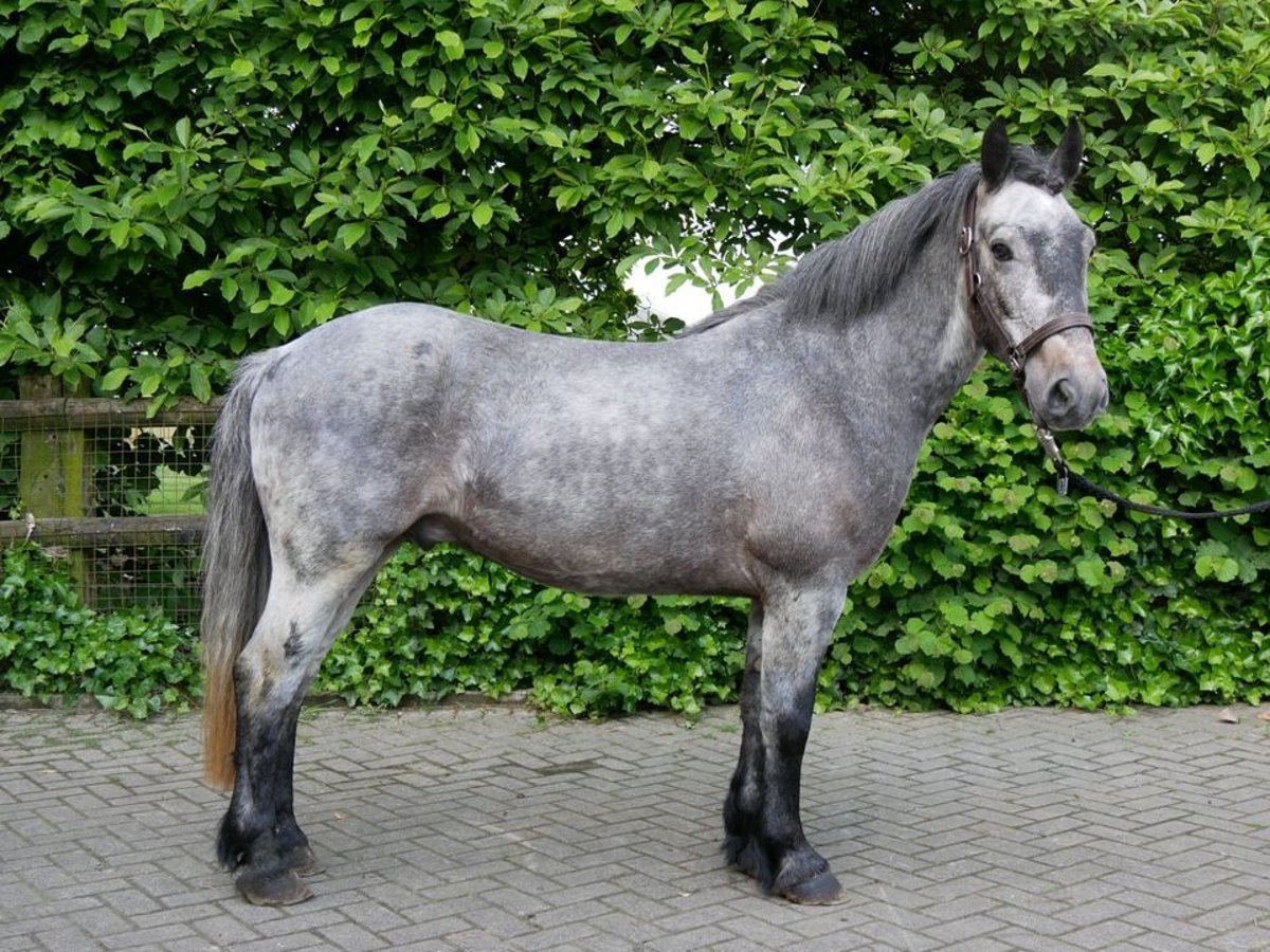 Más ponis/caballos pequeños Caballo castrado 5 años 135 cm in Dorsten