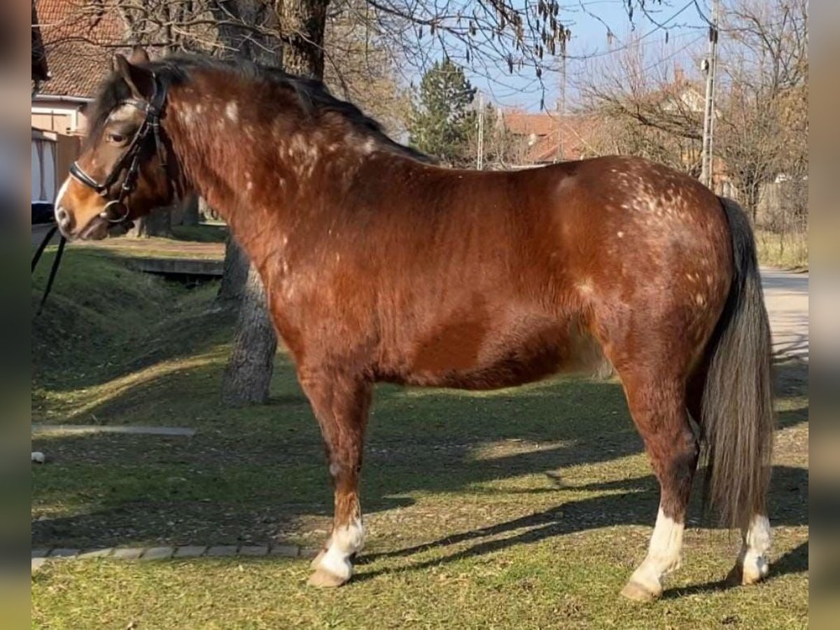 Más ponis/caballos pequeños Caballo castrado 5 años 137 cm in Deggendorf