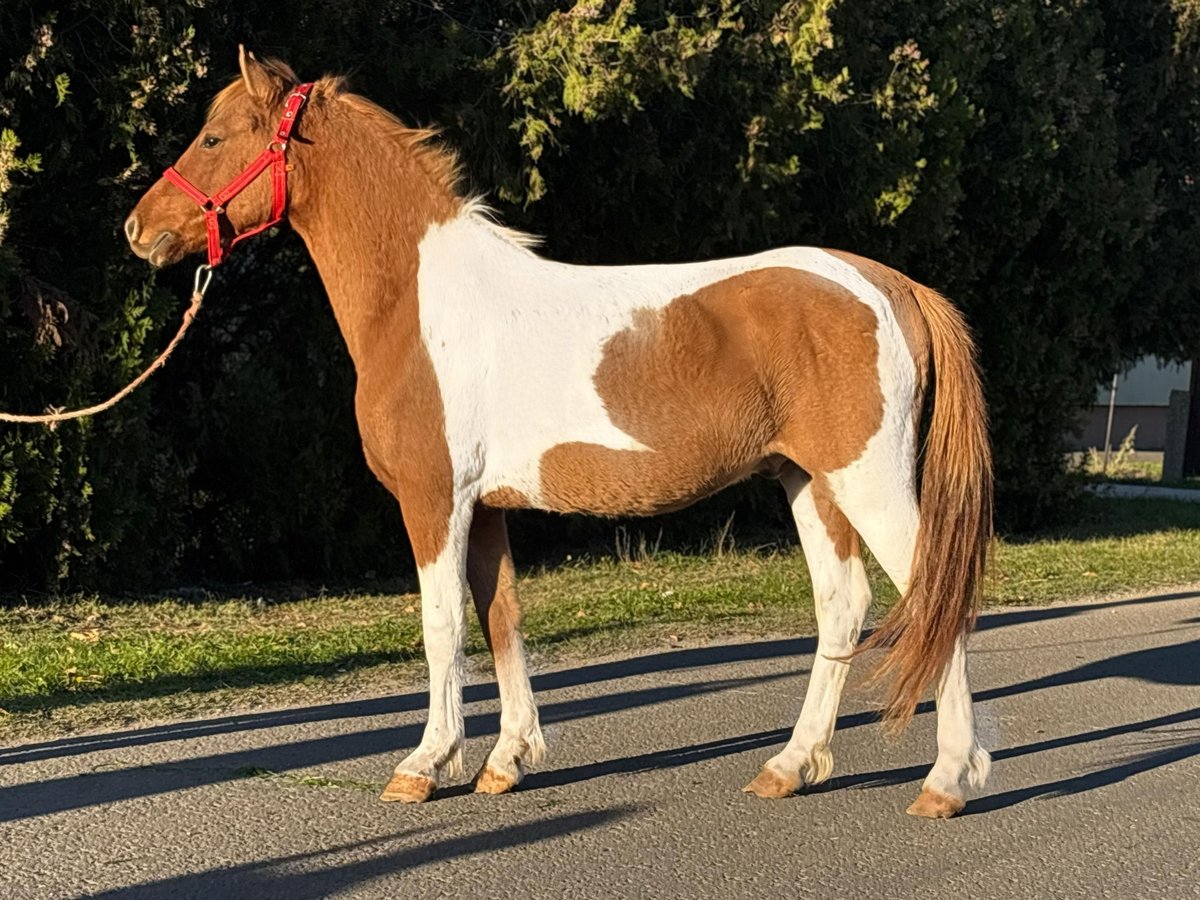 Más ponis/caballos pequeños Caballo castrado 5 años 137 cm Pío in Deggendorf