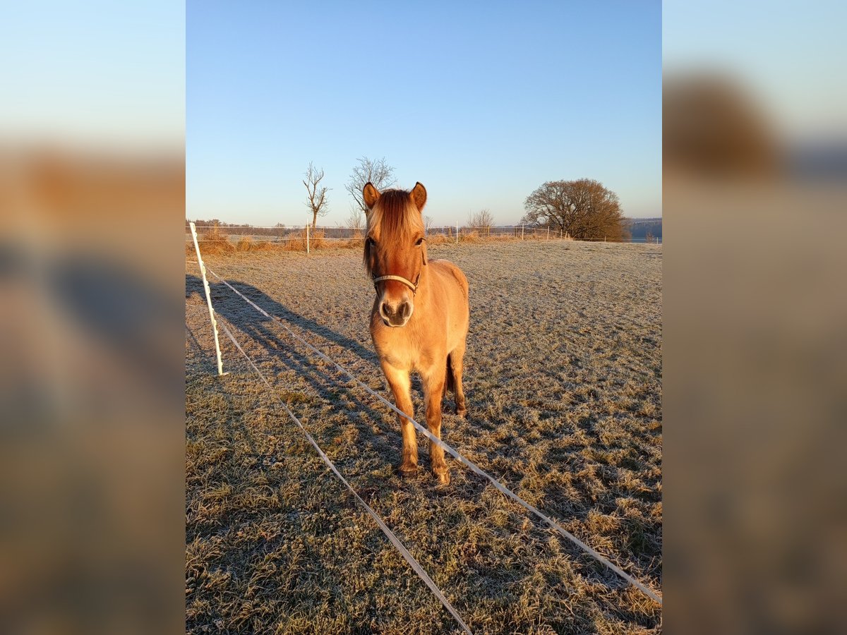 Más ponis/caballos pequeños Mestizo Caballo castrado 5 años 141 cm Bayo in Wissen