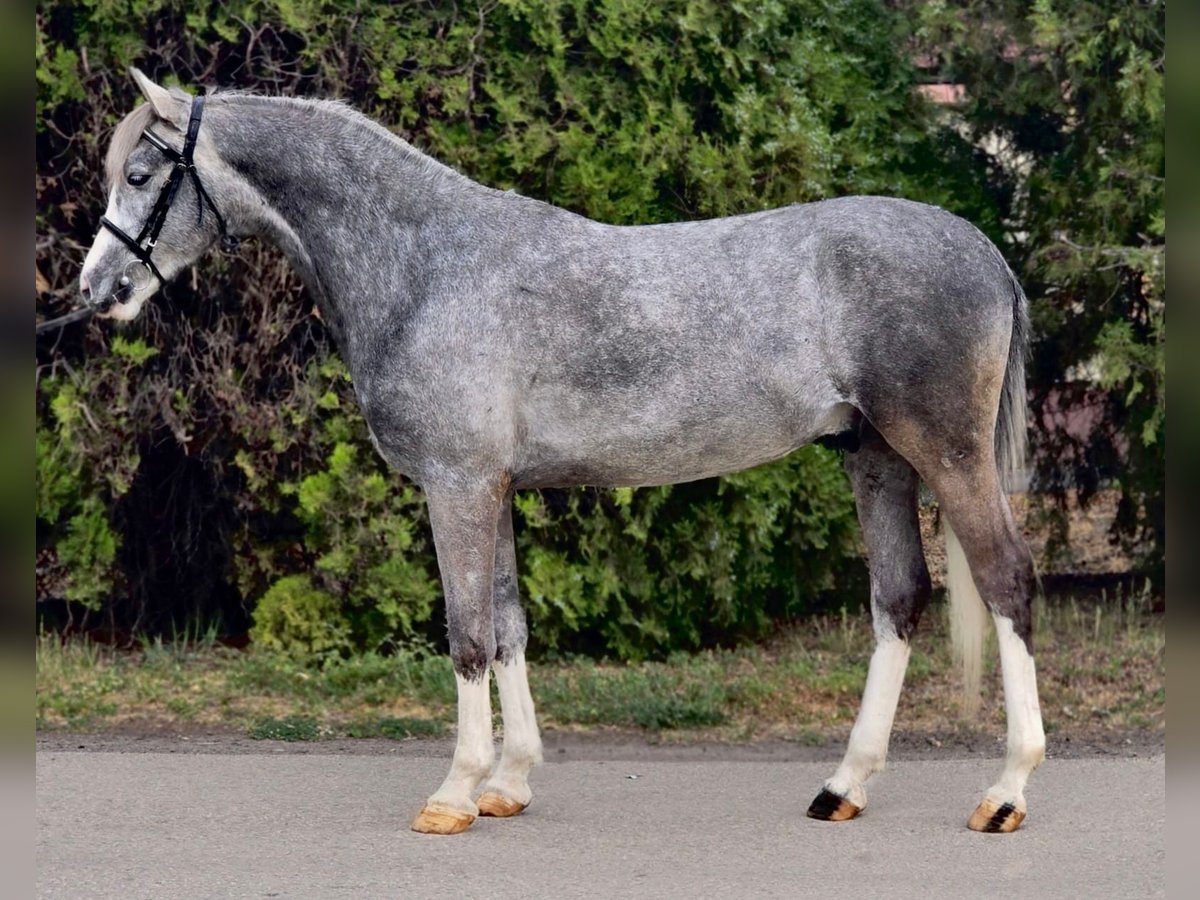 Más ponis/caballos pequeños Caballo castrado 5 años 143 cm Tordo in Deggendorf