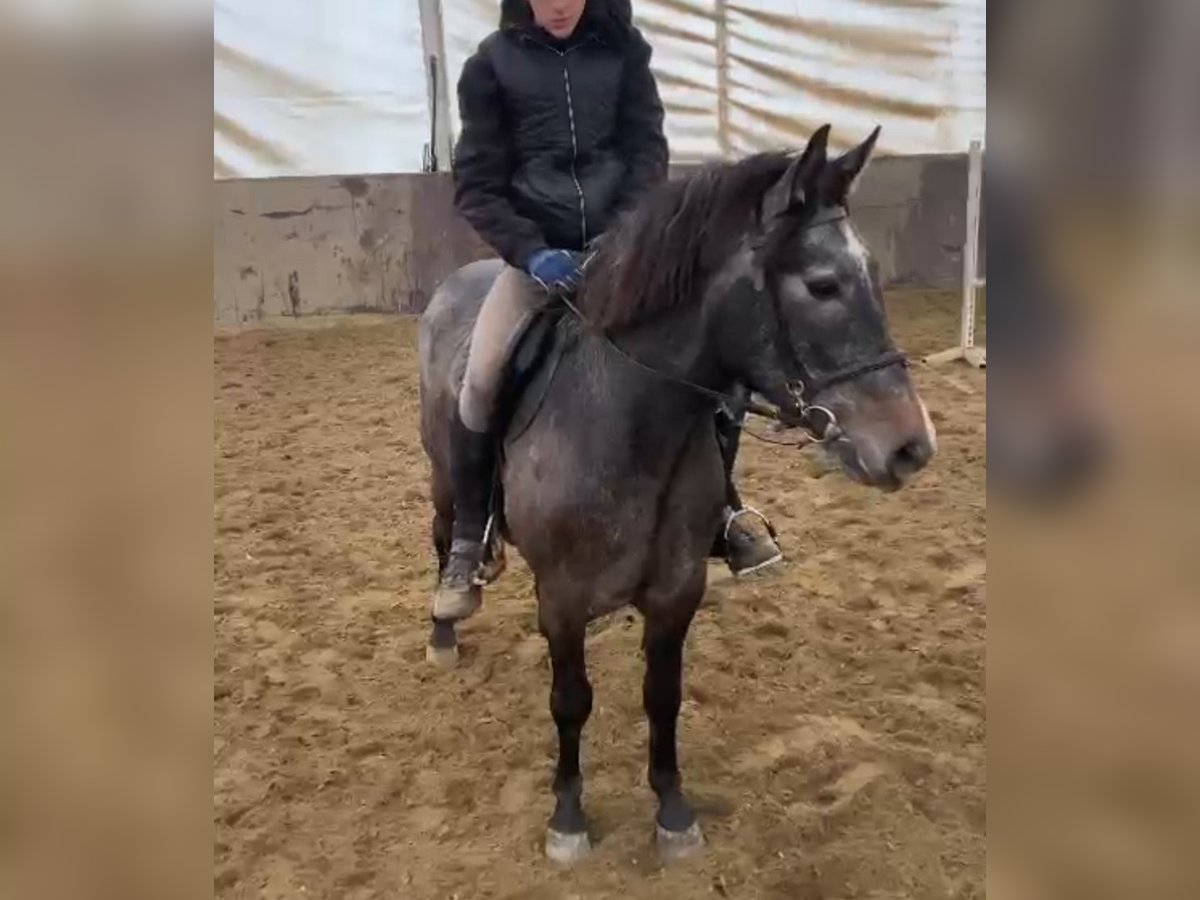 Más ponis/caballos pequeños Caballo castrado 5 años 145 cm in Deggendorf