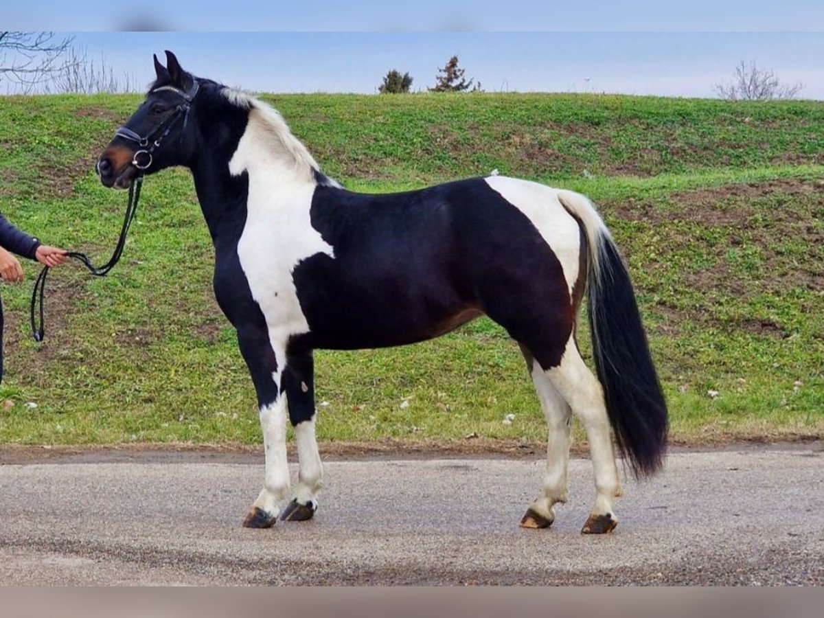 Más ponis/caballos pequeños Caballo castrado 5 años 145 cm Pío in Rechnitz