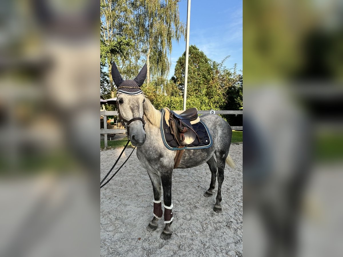 Más ponis/caballos pequeños Caballo castrado 5 años 145 cm Tordo rodado in Borod