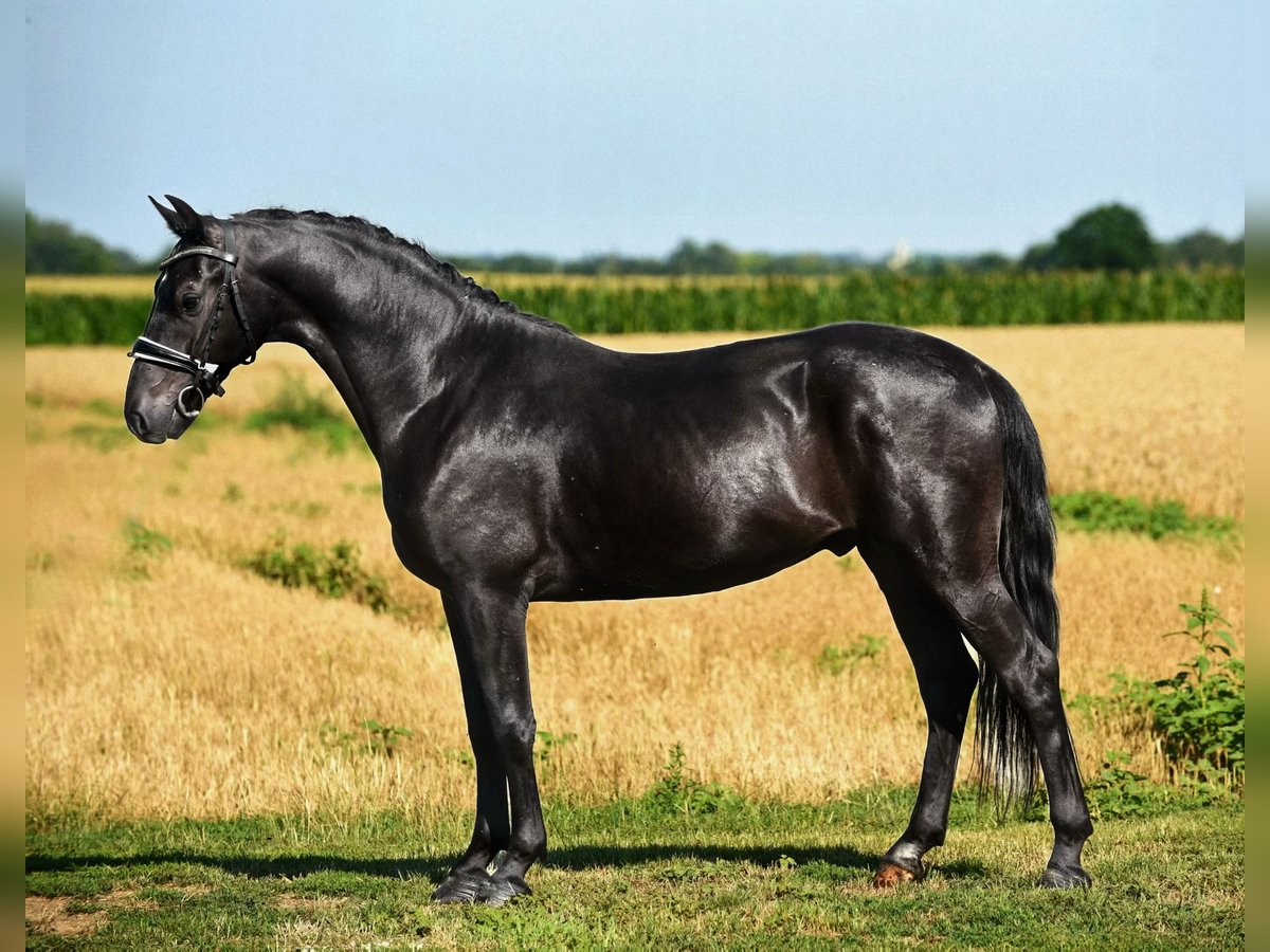 Más ponis/caballos pequeños Caballo castrado 5 años 148 cm Negro in Cegléd