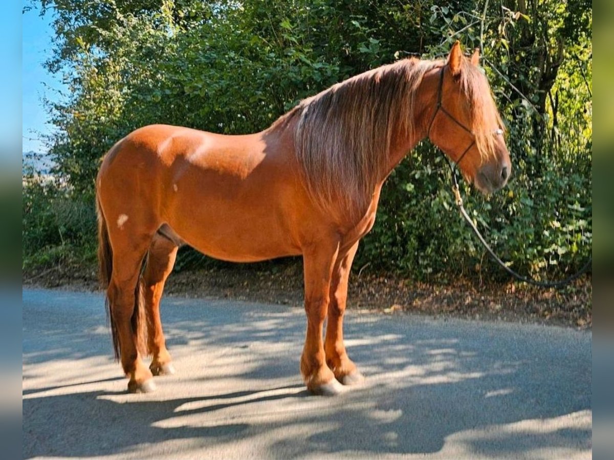 Más ponis/caballos pequeños Caballo castrado 5 años 150 cm Alazán in Bad Camberg