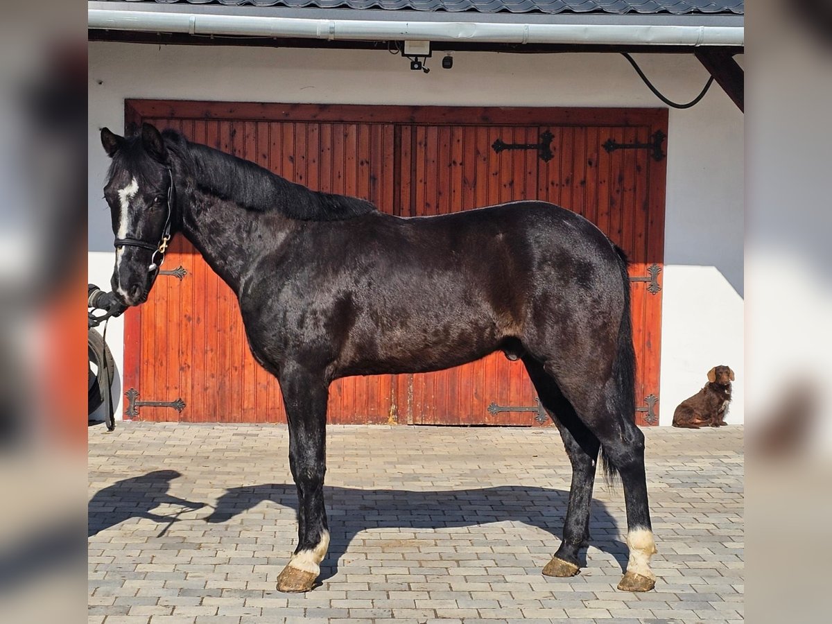 Más ponis/caballos pequeños Caballo castrado 5 años 150 cm in Deggendorf