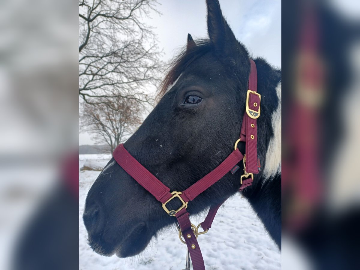 Más ponis/caballos pequeños Caballo castrado 5 años Pío in Goßmar