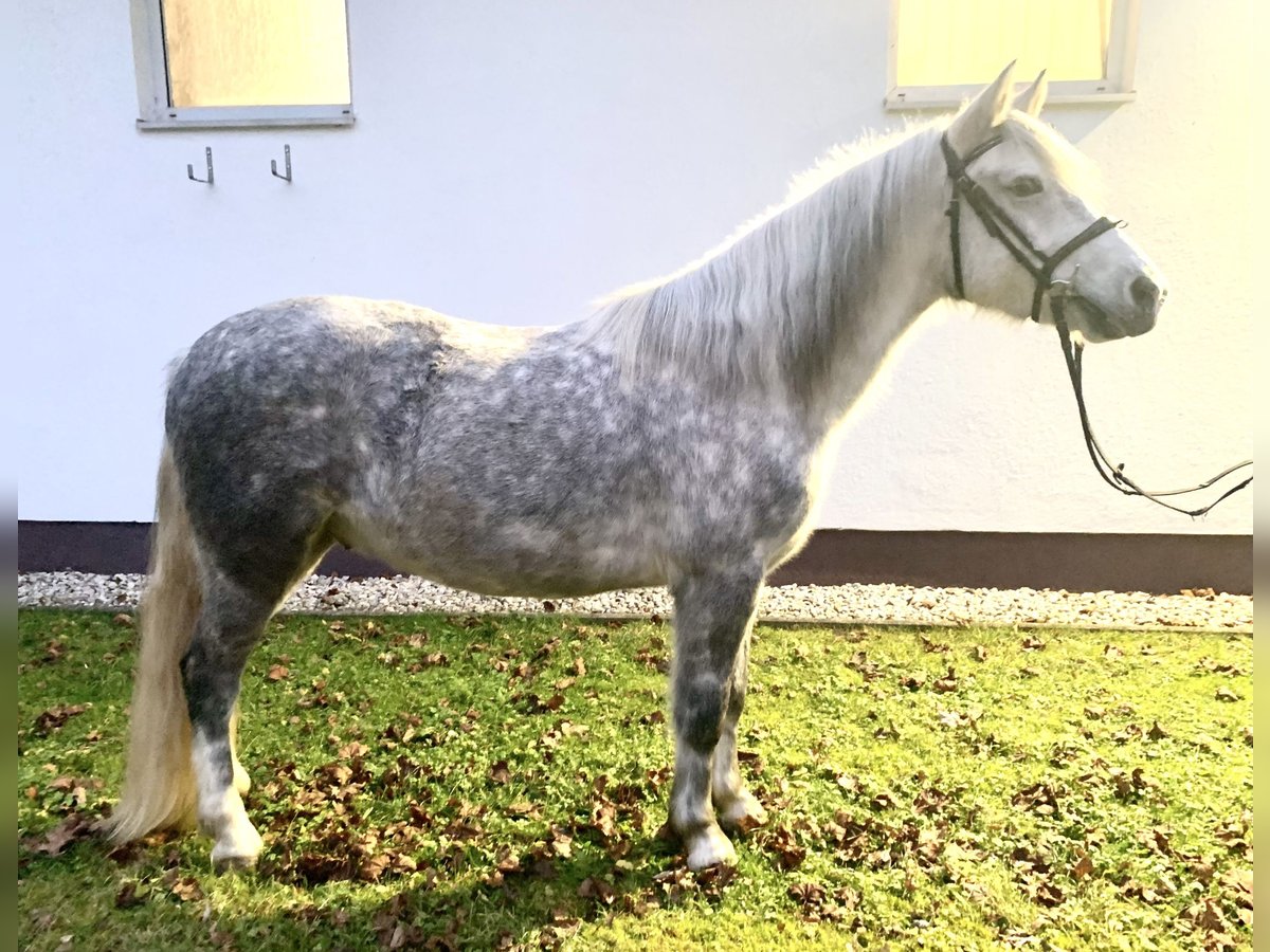 Más ponis/caballos pequeños Caballo castrado 6 años 142 cm Tordo in Ampflwang