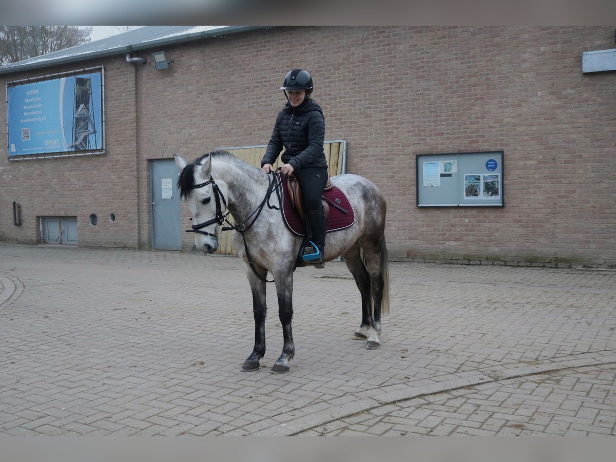 Más ponis/caballos pequeños Caballo castrado 6 años 143 cm Tordo in Genk