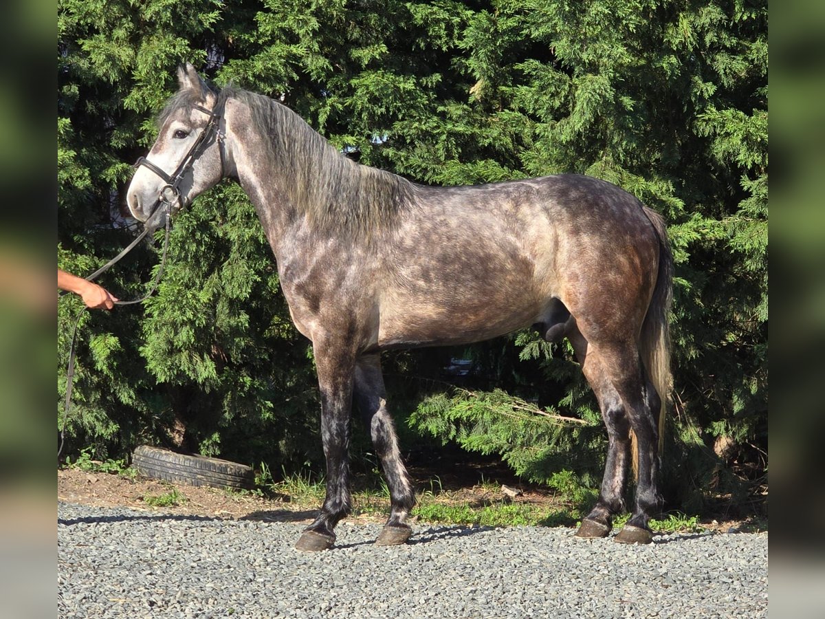 Más ponis/caballos pequeños Caballo castrado 6 años 144 cm Tordo rodado in Deggendorf