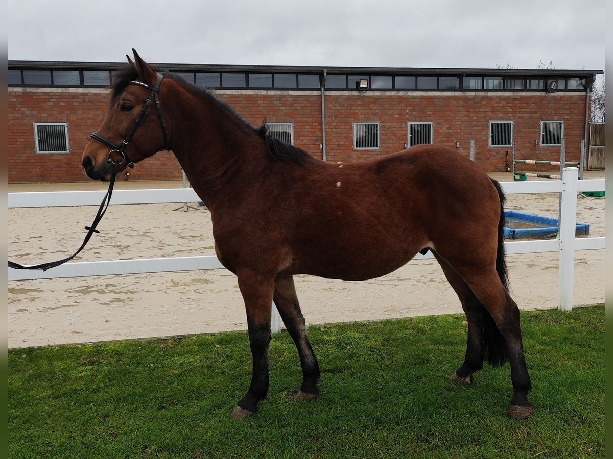 Más ponis/caballos pequeños Caballo castrado 6 años 146 cm Castaño in Bad Laer