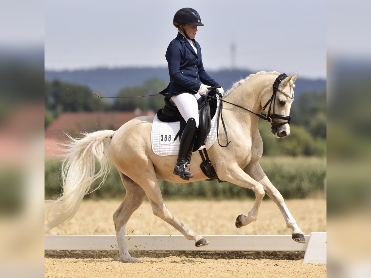 Más ponis/caballos pequeños Caballo castrado 6 años 148 cm Palomino in Jengen