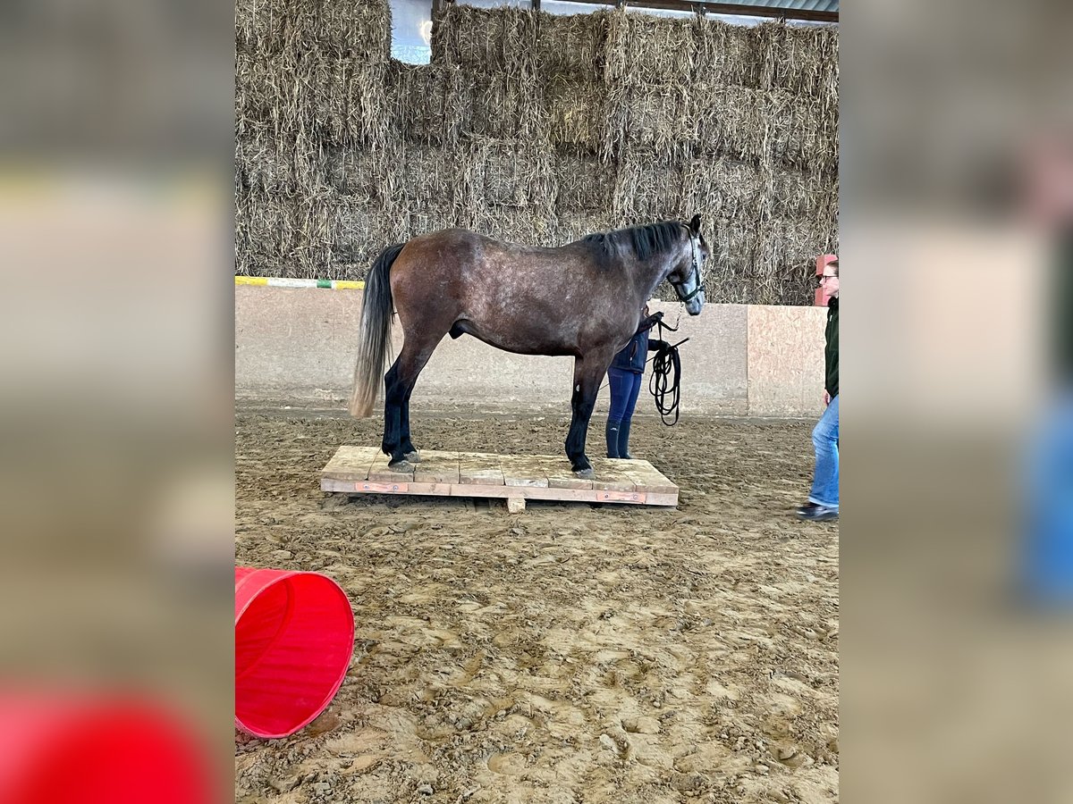 Más ponis/caballos pequeños Caballo castrado 6 años 154 cm Musgo in Hamm