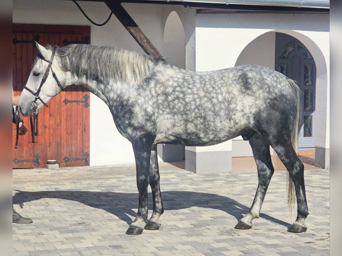 Más ponis/caballos pequeños Caballo castrado 6 años 157 cm in Passau