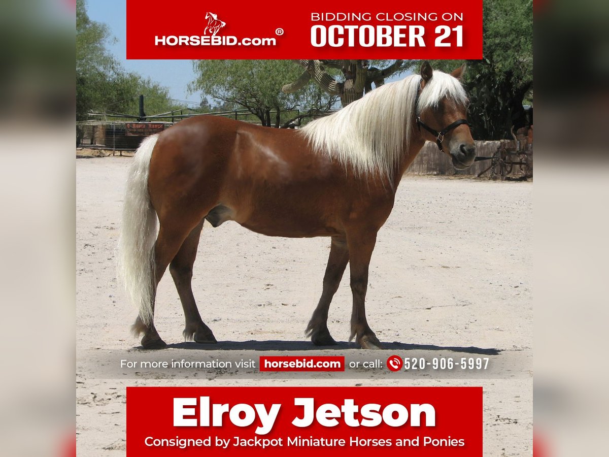 Más ponis/caballos pequeños Caballo castrado 6 años Alazán-tostado in Marana, AZ