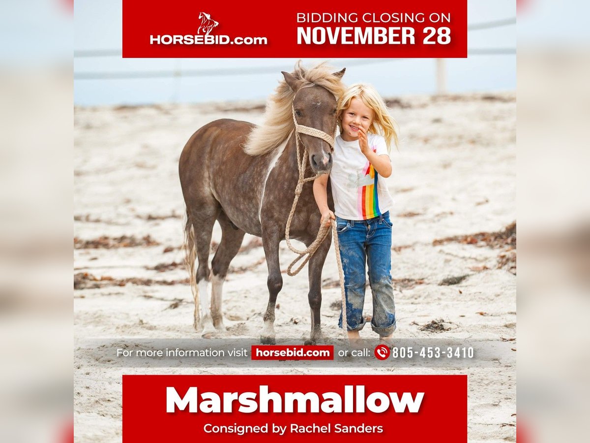 Más ponis/caballos pequeños Caballo castrado 6 años in Joshua, TX