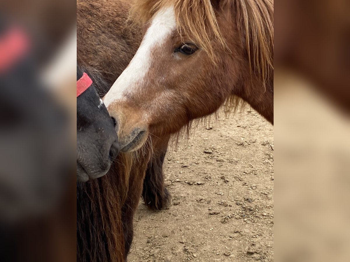 Más ponis/caballos pequeños Mestizo Caballo castrado 7 años 110 cm Alazán in Xixona/Jijona