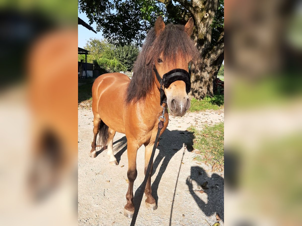 Más ponis/caballos pequeños Caballo castrado 7 años 125 cm Castaño in Salzburg