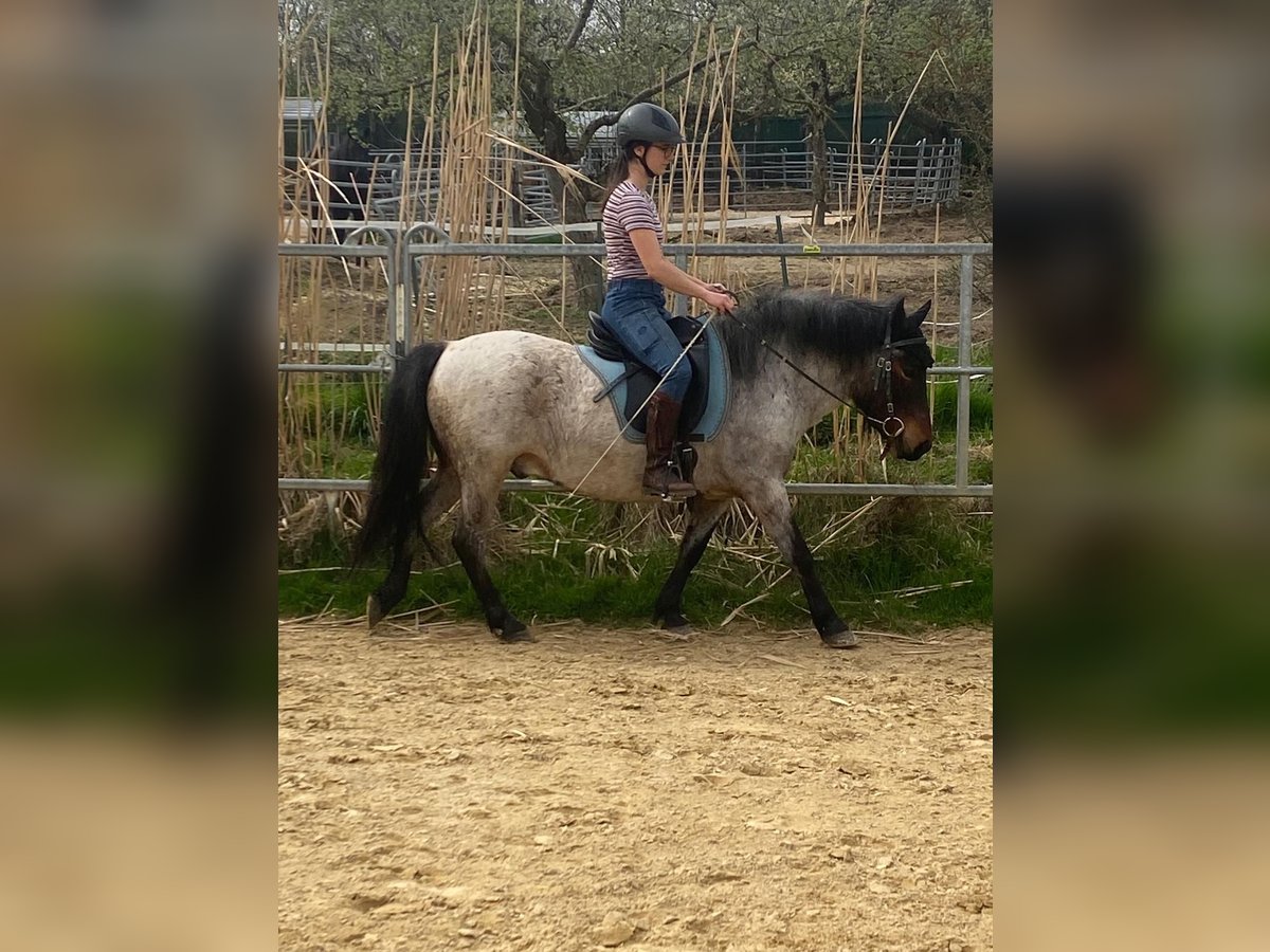 Más ponis/caballos pequeños Caballo castrado 7 años 129 cm Ruano alazán in Ulm