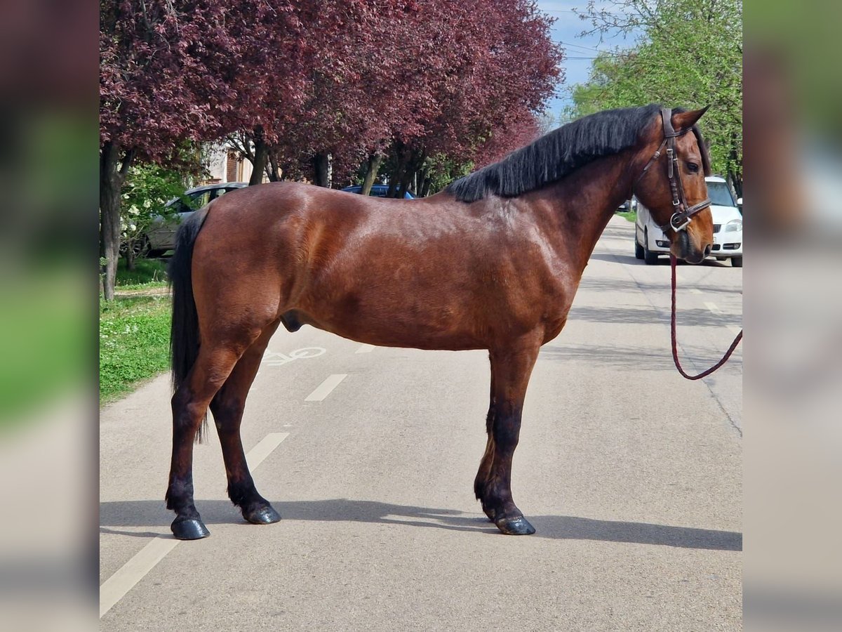 Más ponis/caballos pequeños Caballo castrado 7 años 145 cm Castaño in Deggendorf