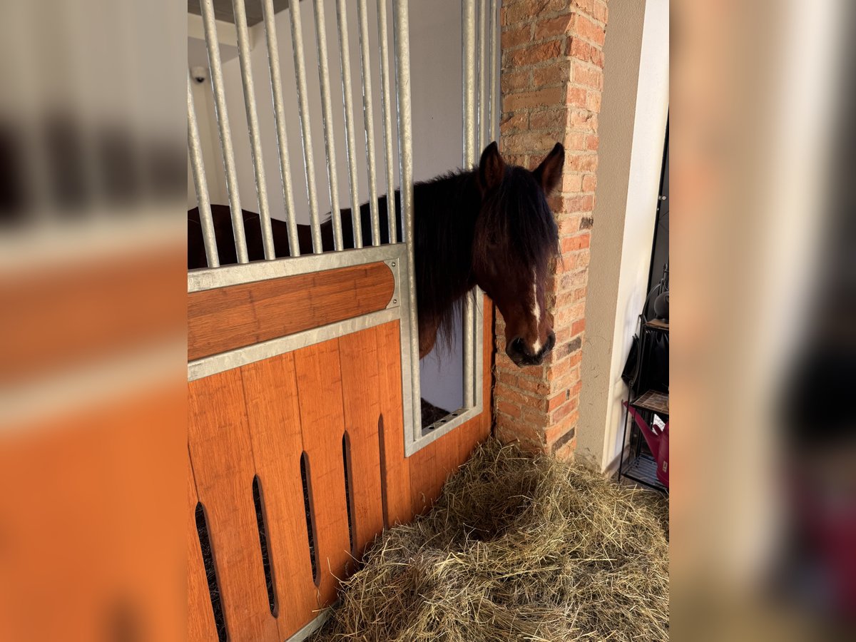 Más ponis/caballos pequeños Mestizo Caballo castrado 7 años 145 cm Castaño in HülbenHülben