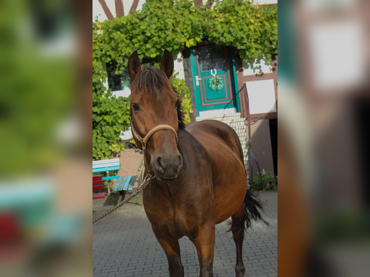 Más ponis/caballos pequeños Mestizo Caballo castrado 7 años 145 cm Castaño in Knüllwald