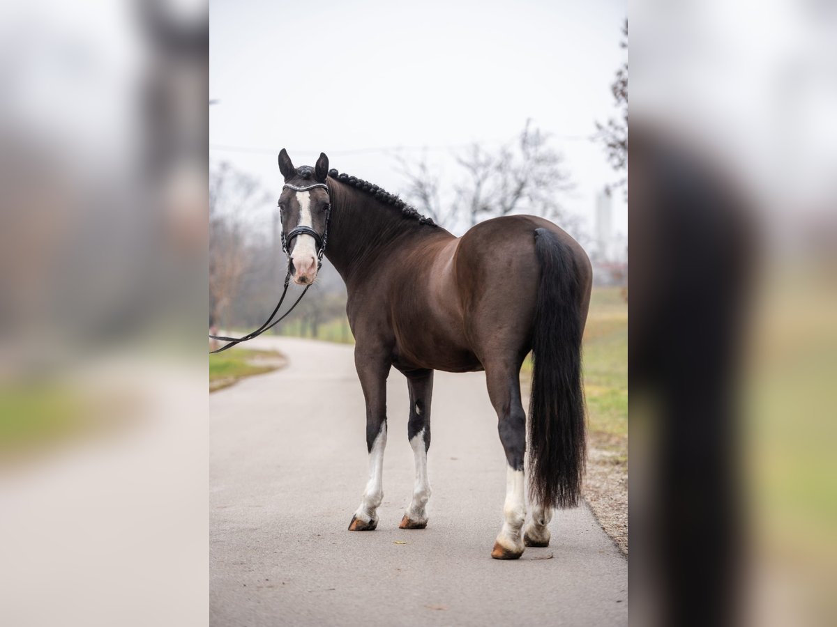 Más ponis/caballos pequeños Mestizo Caballo castrado 7 años 148 cm Negro in Matzersdorf