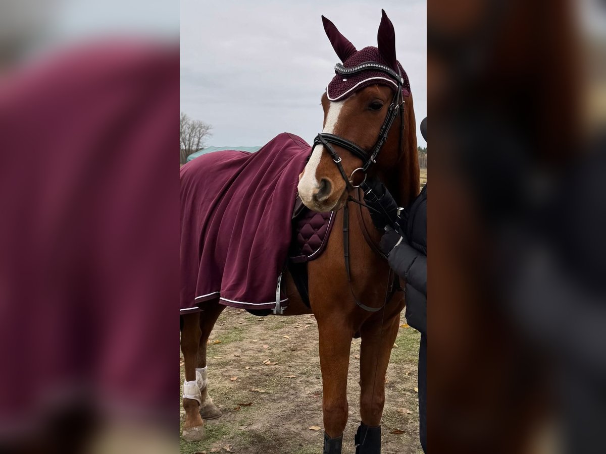 Más ponis/caballos pequeños Caballo castrado 7 años 153 cm Alazán in Sperenberg