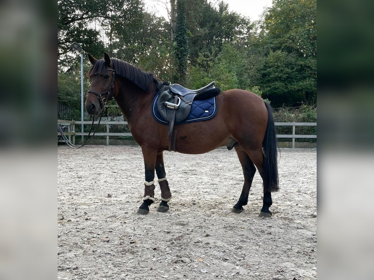 Más ponis/caballos pequeños Caballo castrado 8 años 138 cm Castaño in Steimel