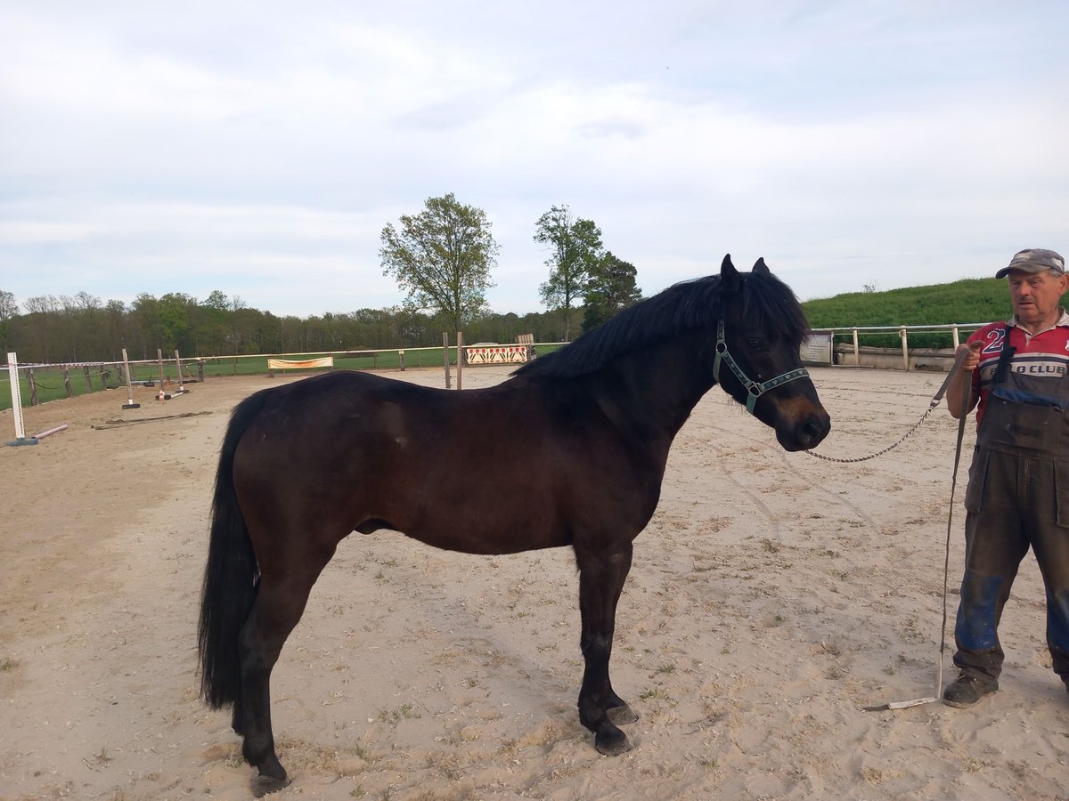 Más ponis/caballos pequeños Caballo castrado 8 años 139 cm Morcillo in Gröditz