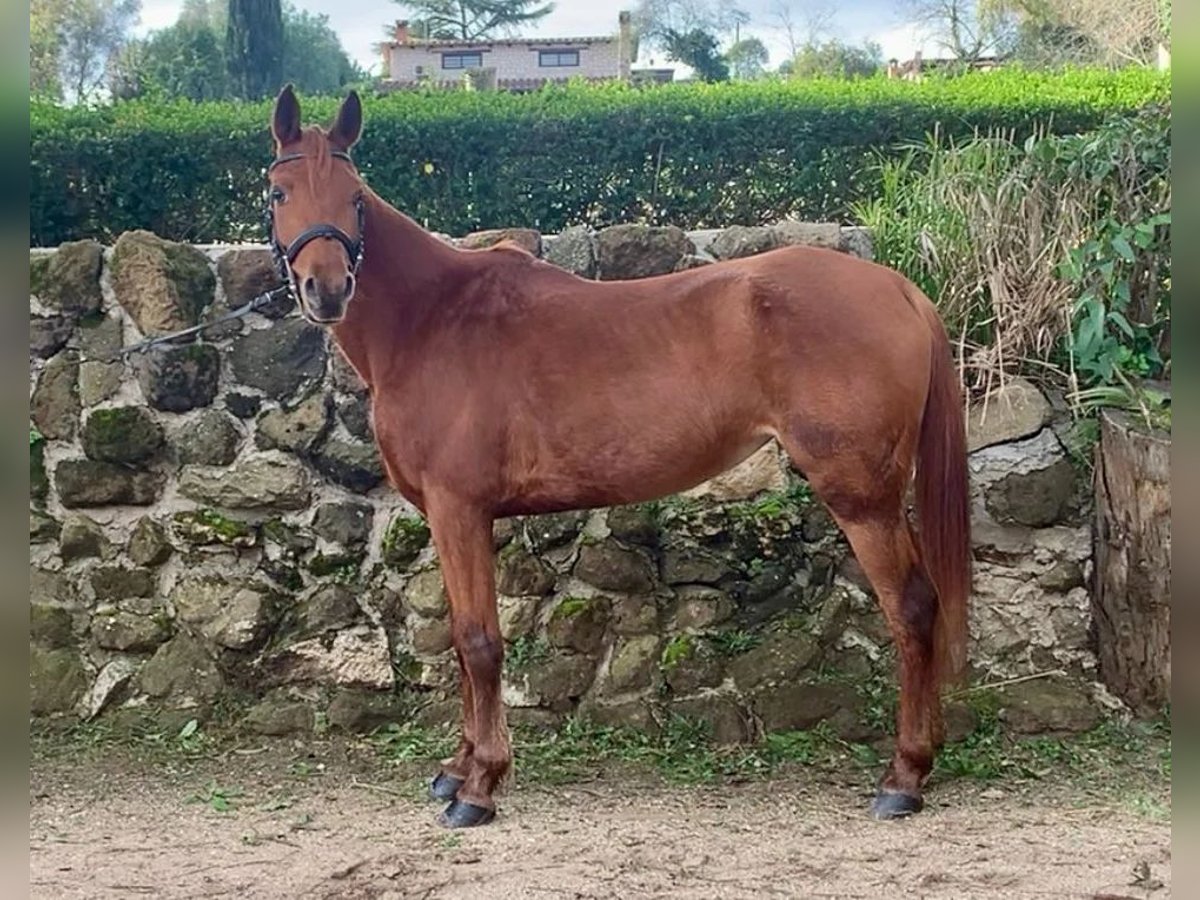 Más ponis/caballos pequeños Caballo castrado 8 años 140 cm Alazán in Anzio
