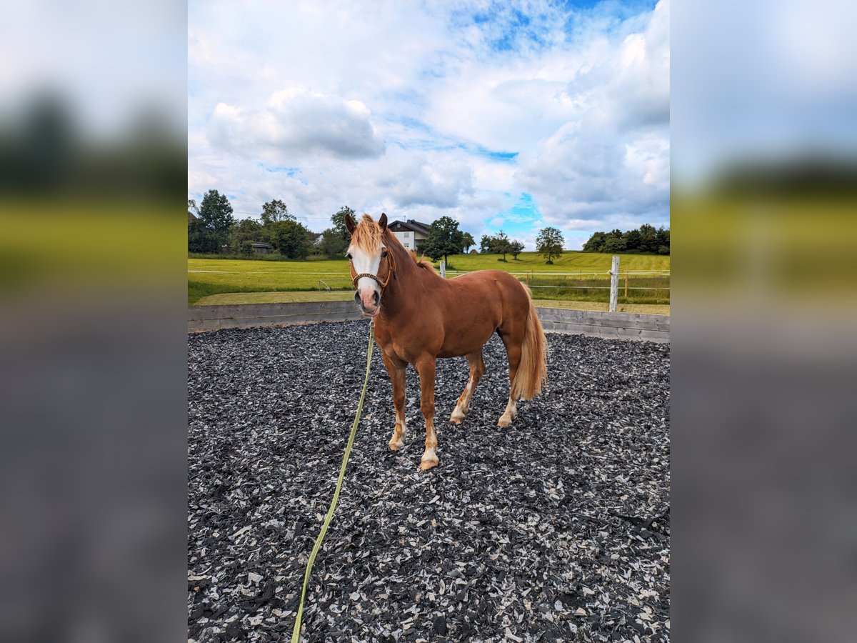 Más ponis/caballos pequeños Caballo castrado 8 años 145 cm Alazán in Eschbronn