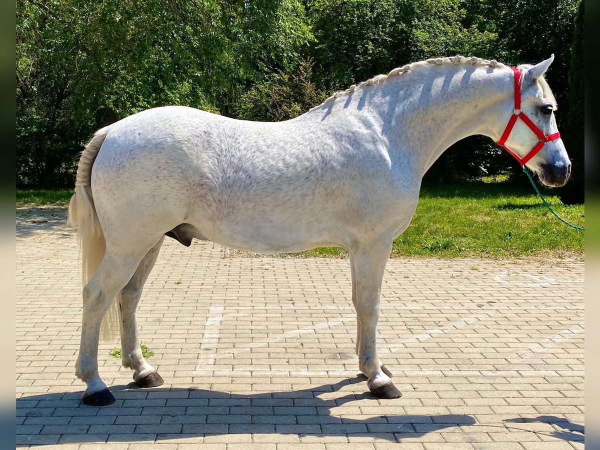 Más ponis/caballos pequeños Caballo castrado 8 años 145 cm Tordo in Deggendorf