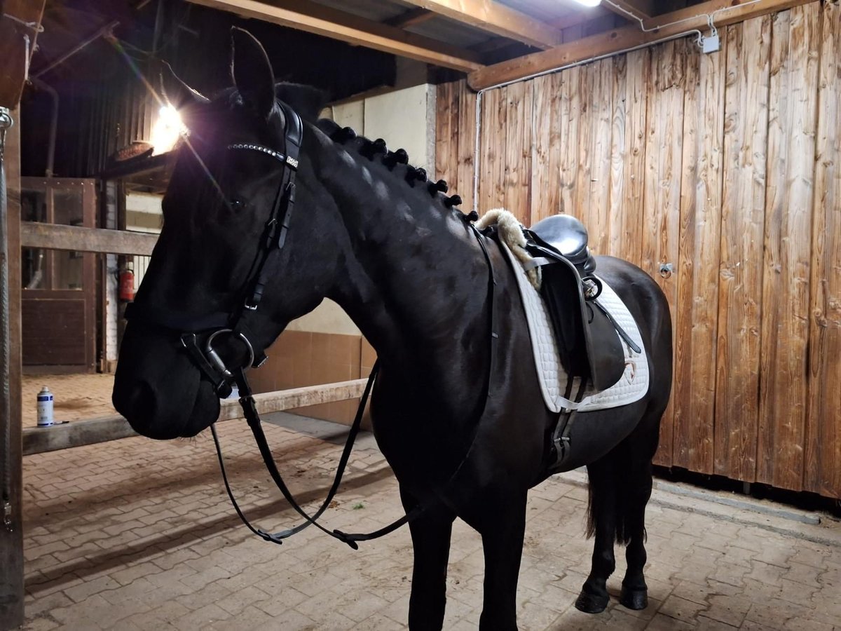 Más ponis/caballos pequeños Caballo castrado 8 años 150 cm Negro in Offenburg