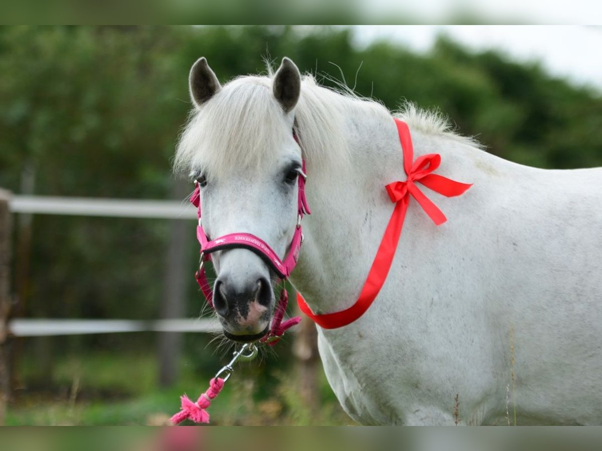 Más ponis/caballos pequeños Caballo castrado 9 años 126 cm Tordo in Pyrzyce