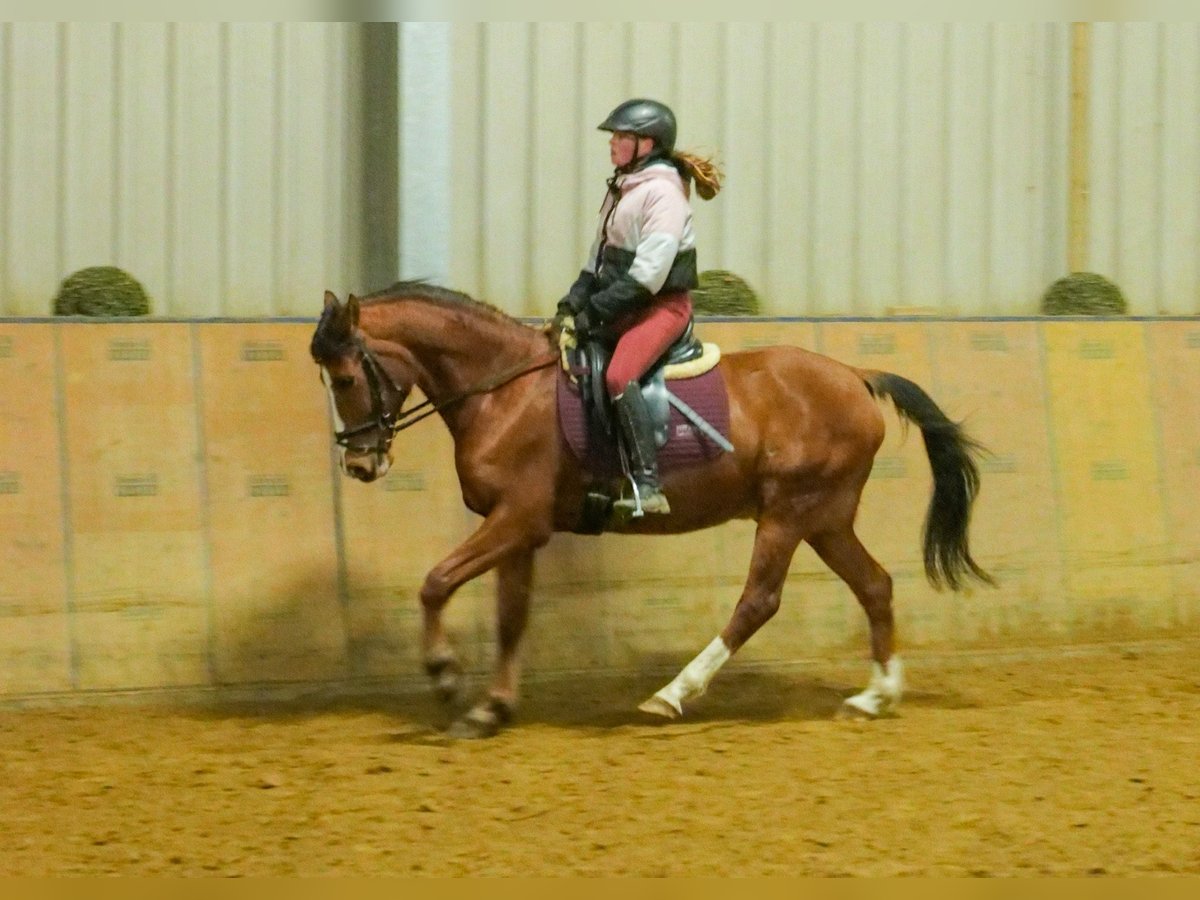 Más ponis/caballos pequeños Caballo castrado 9 años 145 cm in Neustadt (Wied)