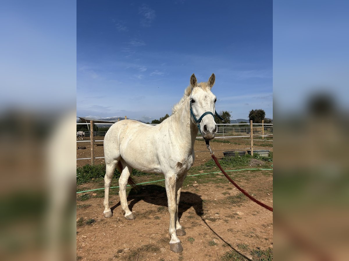 Más ponis/caballos pequeños Caballo castrado 9 años 145 cm Tordo in Palma De Mallorca