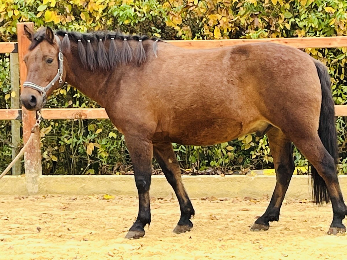 Más ponis/caballos pequeños Caballo castrado 9 años 147 cm Castaño in Ursensollen