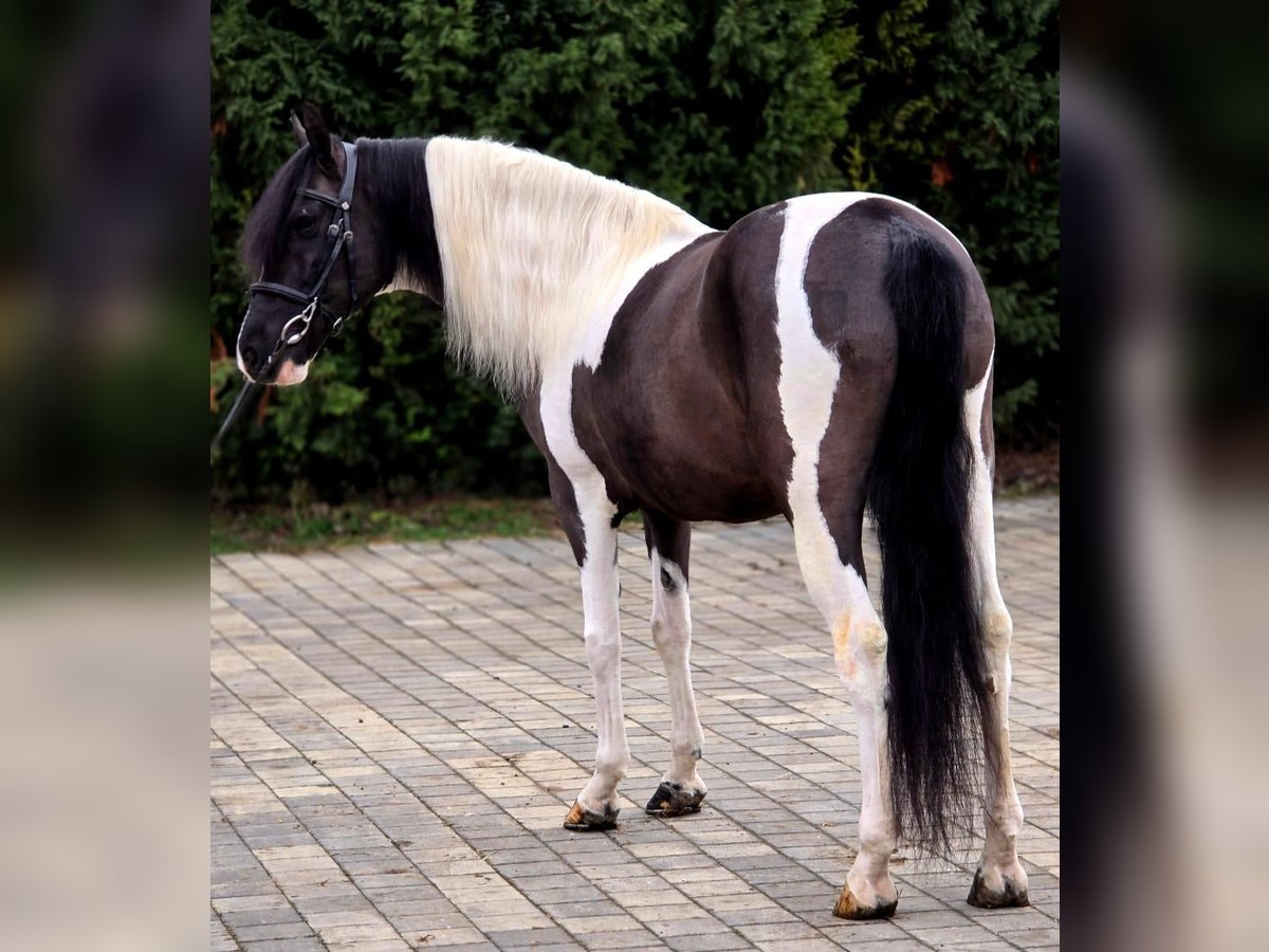 Más ponis/caballos pequeños Caballo castrado 9 años 148 cm in Deggendorf