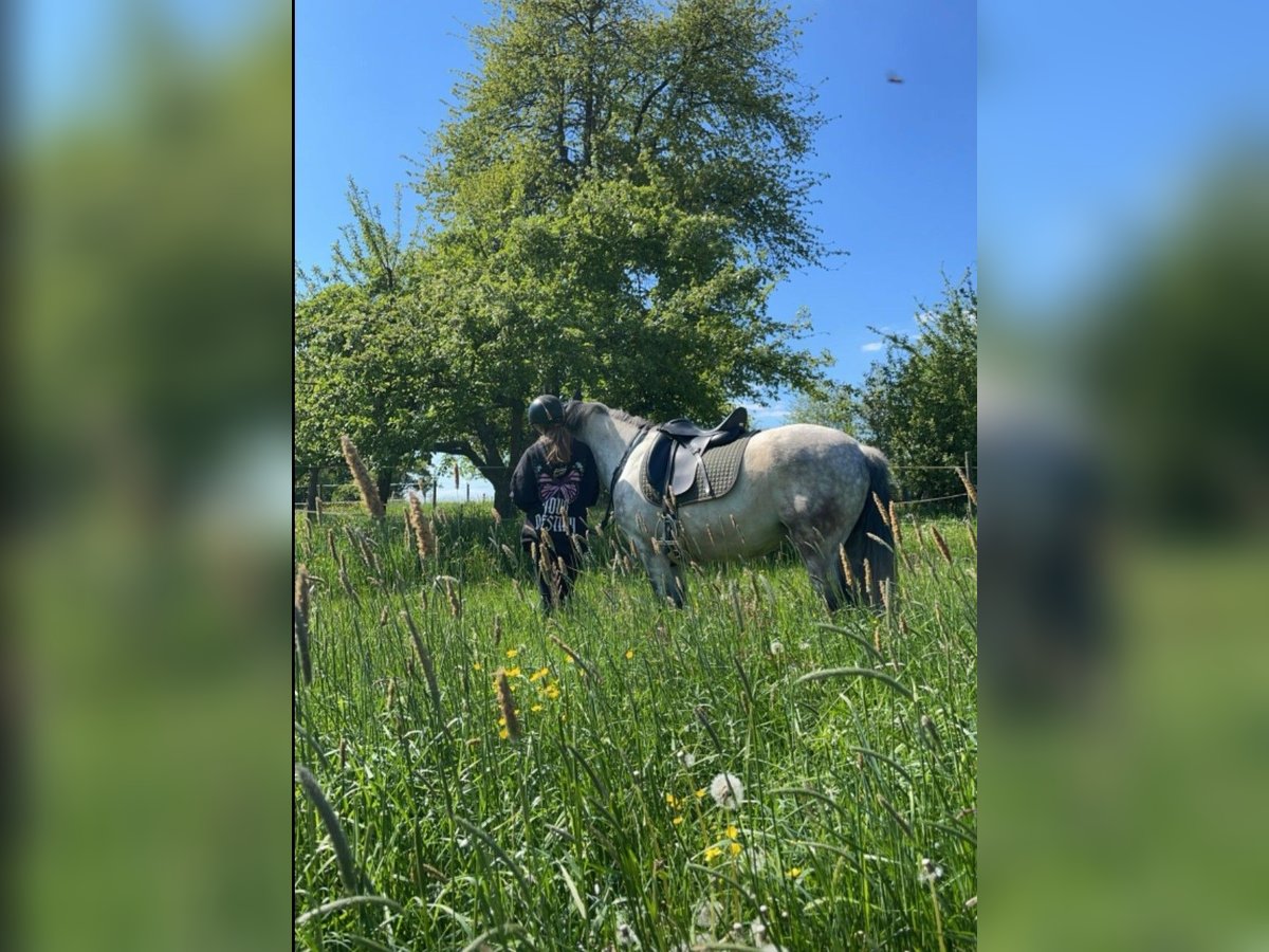 Más ponis/caballos pequeños Caballo castrado 9 años 148 cm Tordo rodado in Buchen (Odenwald)