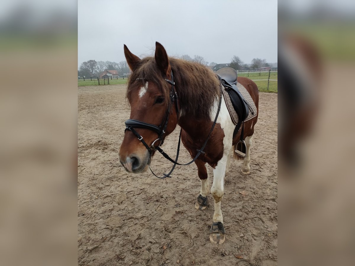 Más ponis/caballos pequeños Mestizo Caballo castrado 9 años 151 cm Pío in Hamburg