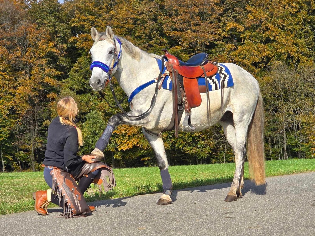 Más ponis/caballos pequeños Caballo castrado 9 años 154 cm Tordo in Linkenbach