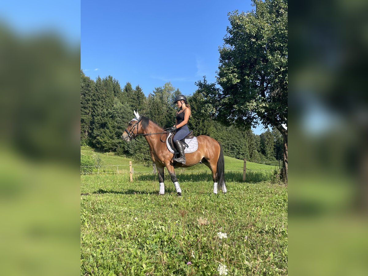 Más ponis/caballos pequeños Caballo castrado 9 años Castaño in Trabenig