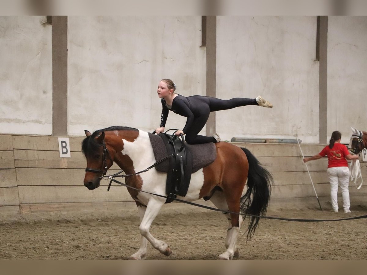 Más ponis/caballos pequeños Semental 11 años 133 cm Pío in Rechnitz