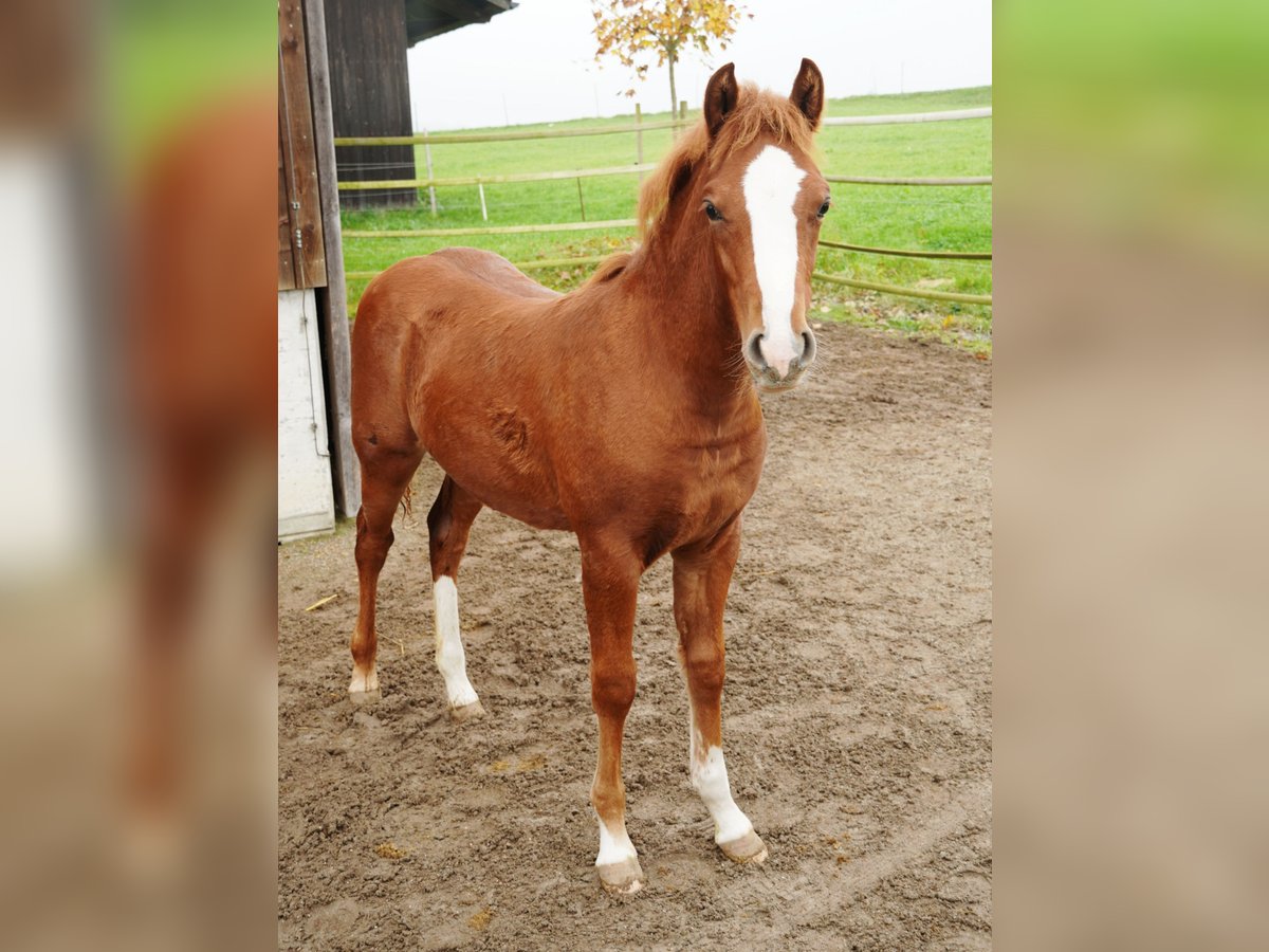 Más ponis/caballos pequeños Semental 1 año 145 cm Alazán in St. Erhard