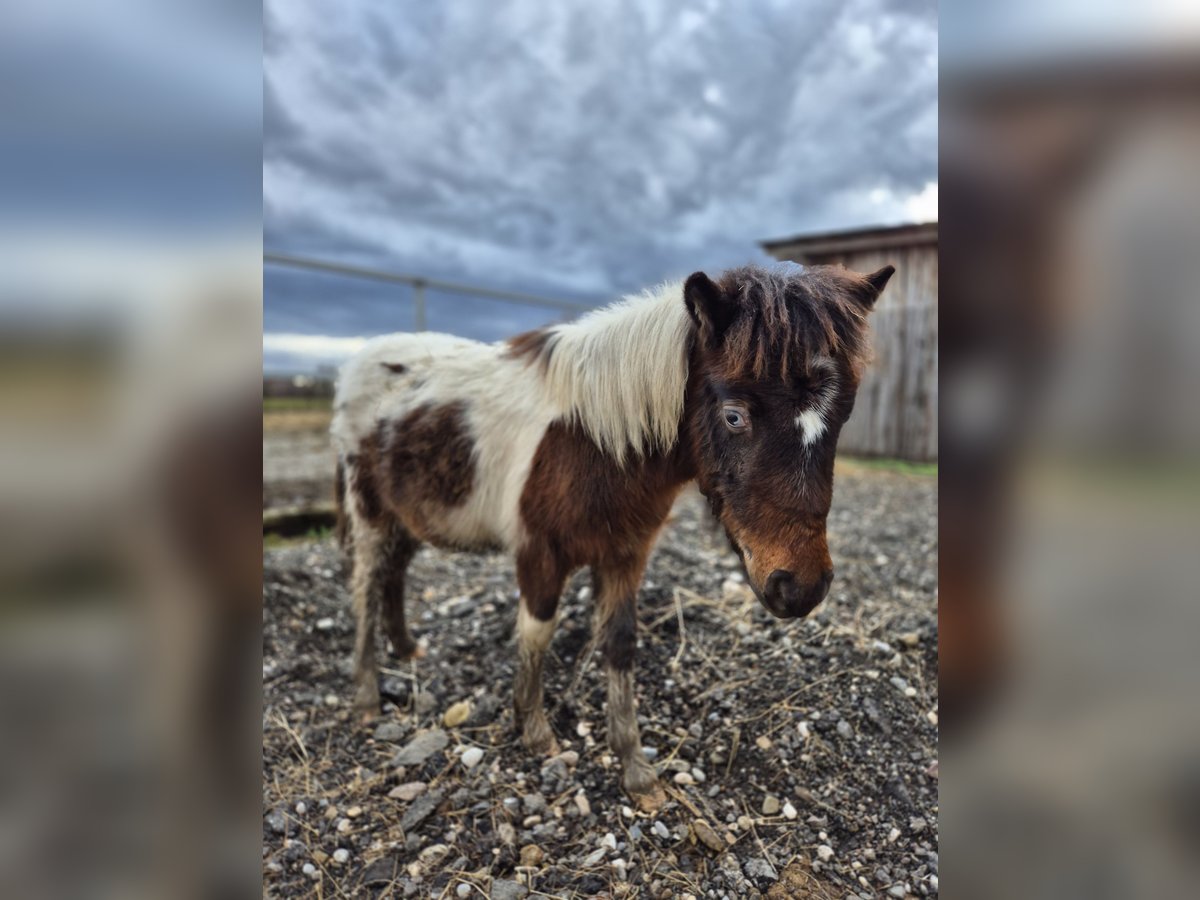 Más ponis/caballos pequeños Semental 1 año 95 cm in Samobor