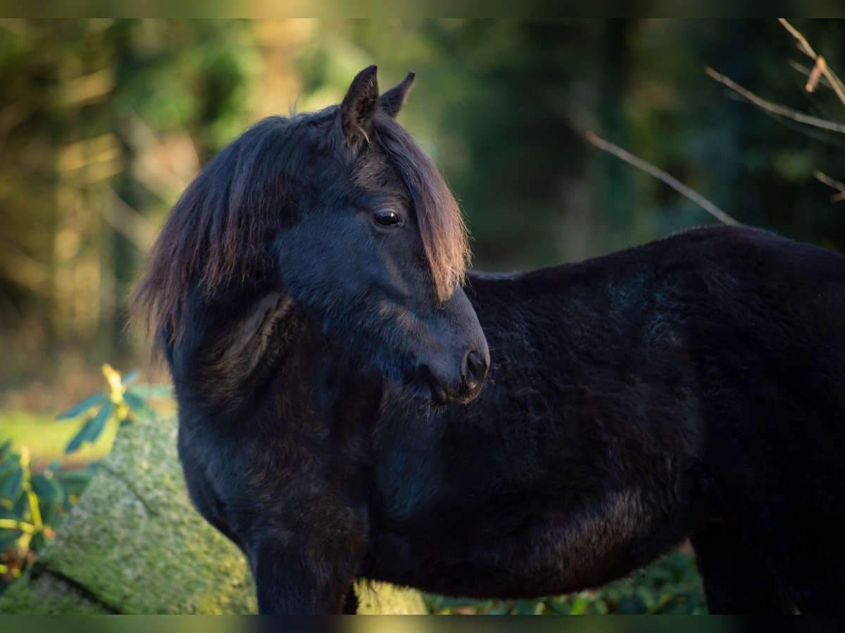 Más ponis/caballos pequeños Mestizo Semental 1 año Negro in Fürstenau