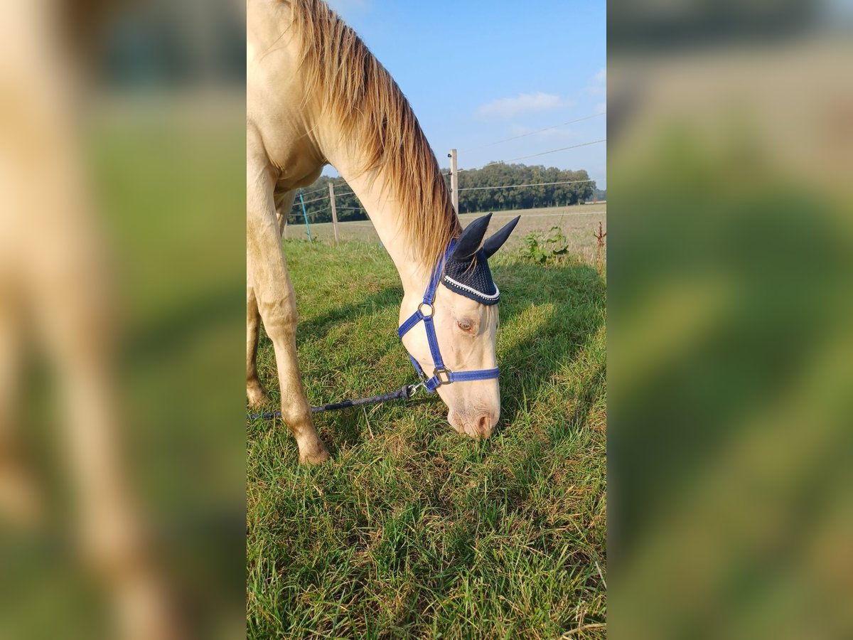 Más ponis/caballos pequeños Mestizo Semental 2 años 146 cm in Voltlage